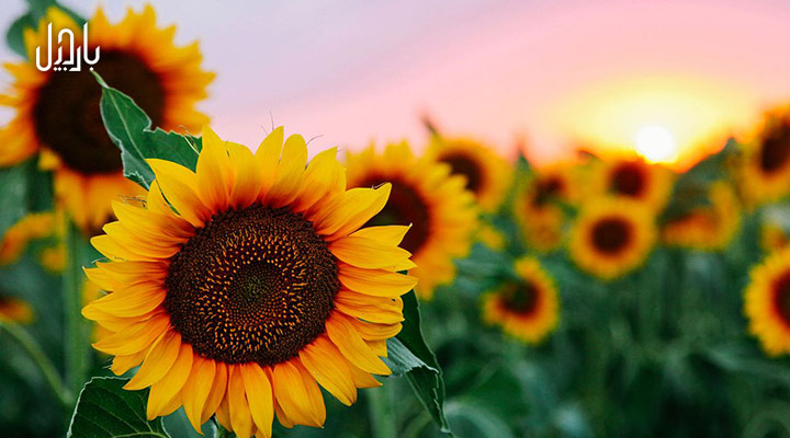 دشت گل آفتابگردان