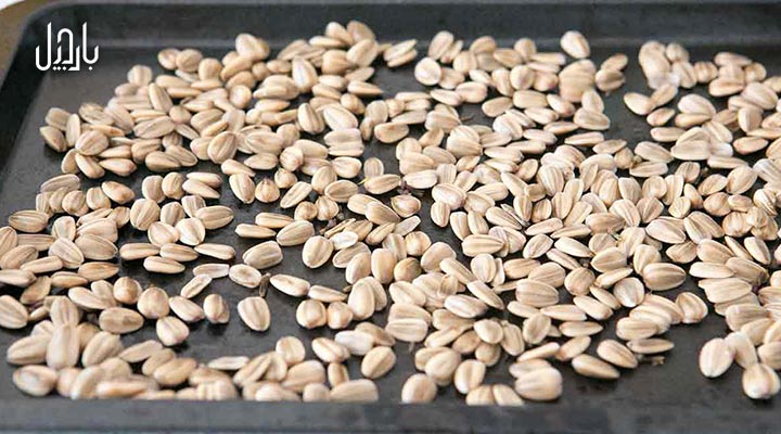 مغز تخمه آفتابگردان روی سینی فر