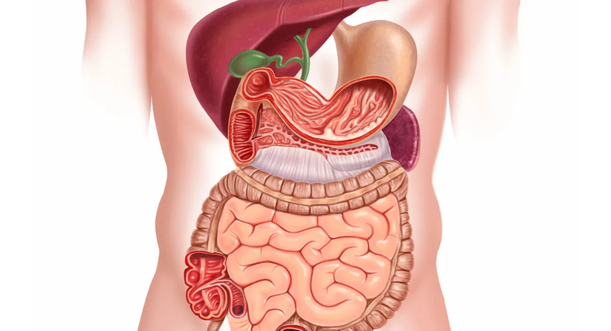 عکس کامل از سیستم گوارش انسان