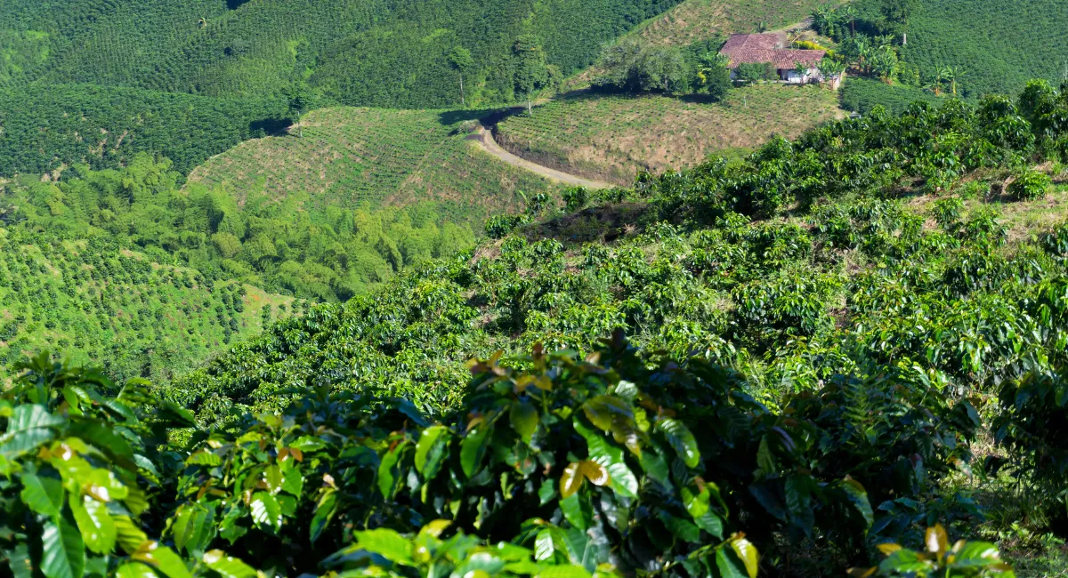 تپه ای بزرگ پوشیده شده از گیاه قهوه
