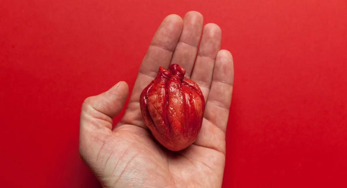 یک قلب واقعی کوچک در دستان یک انسان