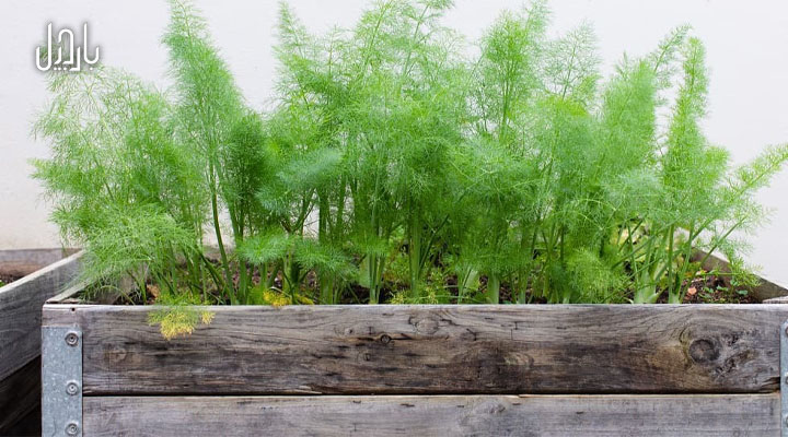 سبزه سیاهدانه داخل جعبه 