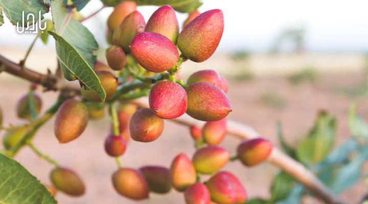 خواص پسته تازه: گنجینه‌ای از مواد مغذی برای سلامتی